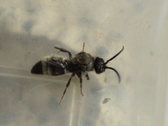 Ronisia