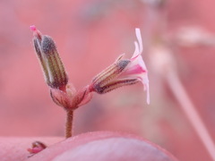 Pelargonium senecioides