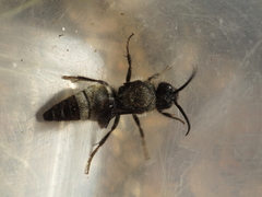 Ronisia