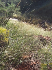 Bouteloua curtipendula