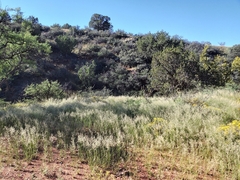 Bouteloua curtipendula