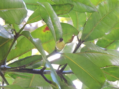 Garcinia