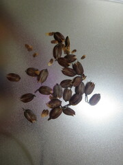 Gelsemium sempervirens