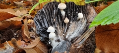 Asterophora lycoperdoides
