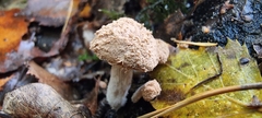 Asterophora lycoperdoides