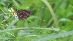 Euploea tulliolus koxinga