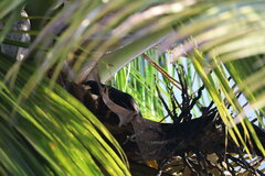 Psarocolius decumanus