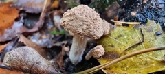 Asterophora lycoperdoides