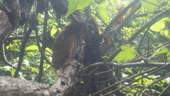 Otus rutilus rutilus