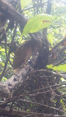 Otus rutilus rutilus