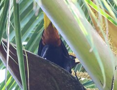 Psarocolius decumanus