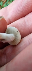 Asterophora lycoperdoides