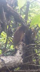 Otus rutilus rutilus