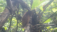 Otus rutilus rutilus