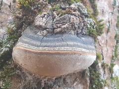 Phellinus tremulae