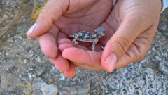 Phrynosoma platyrhinos