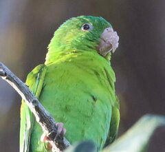 Brotogeris jugularis