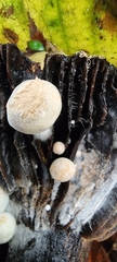 Asterophora lycoperdoides