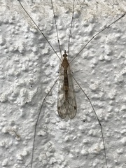 Megistocera