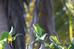 Brotogeris jugularis