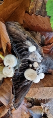 Asterophora lycoperdoides