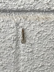 Megistocera