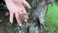 Rana longicrus