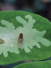 Drosophila immigrans