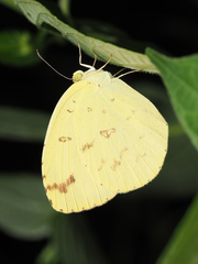 Eurema hecabe