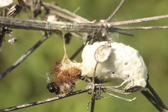 Microgastrinae