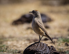 Muscisaxicola capistratus