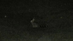 Lepus sinensis formosus