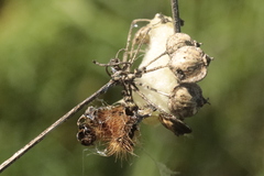 Microgastrinae