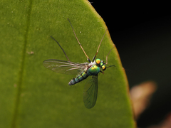 Chrysosoma