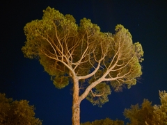 Pinus pinea