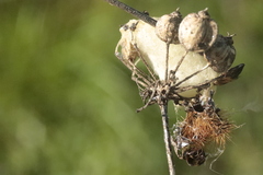 Microgastrinae