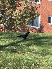 Corvus