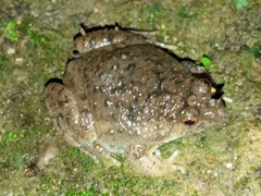Occidozyga