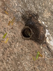 Tetragonisca angustula