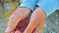 Phrynosoma platyrhinos