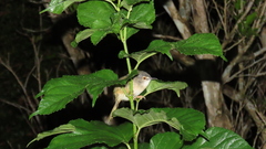 Prinia flaviventris