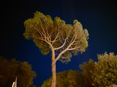 Pinus pinea