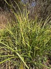 Carex virgata