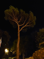 Pinus pinea