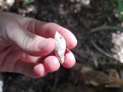 Euglandina rosea