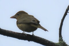 Piranga rubra