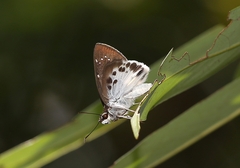 Tagiades menaka