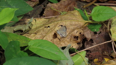 Pseudozizeeria maha okinawana