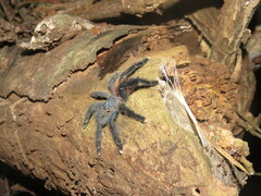 Avicularia avicularia