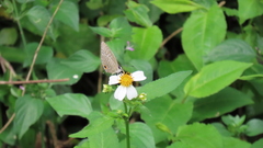 Jamides alecto dromicus